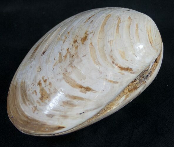 Wide Fossil Clam - Jurassic #9797